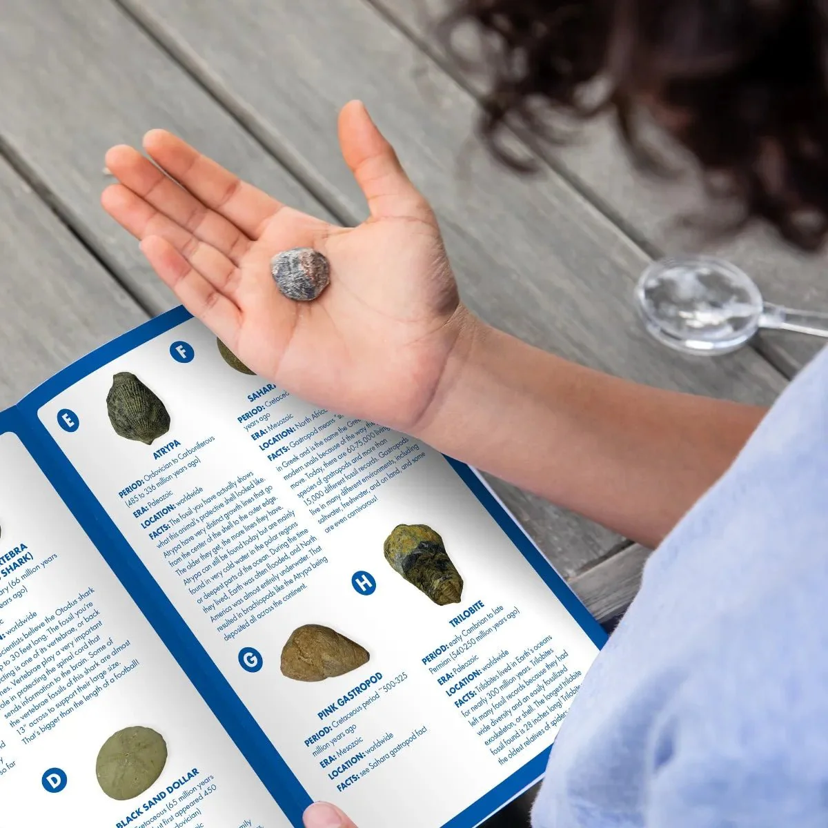 GeoSafari® Fossil Excavation Kit - Image 5